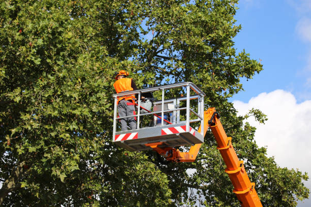 Best Tree Disease Treatment  in Essex, IL